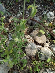 Clinopodium vulgare orientale