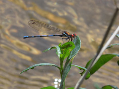Argia joergenseni