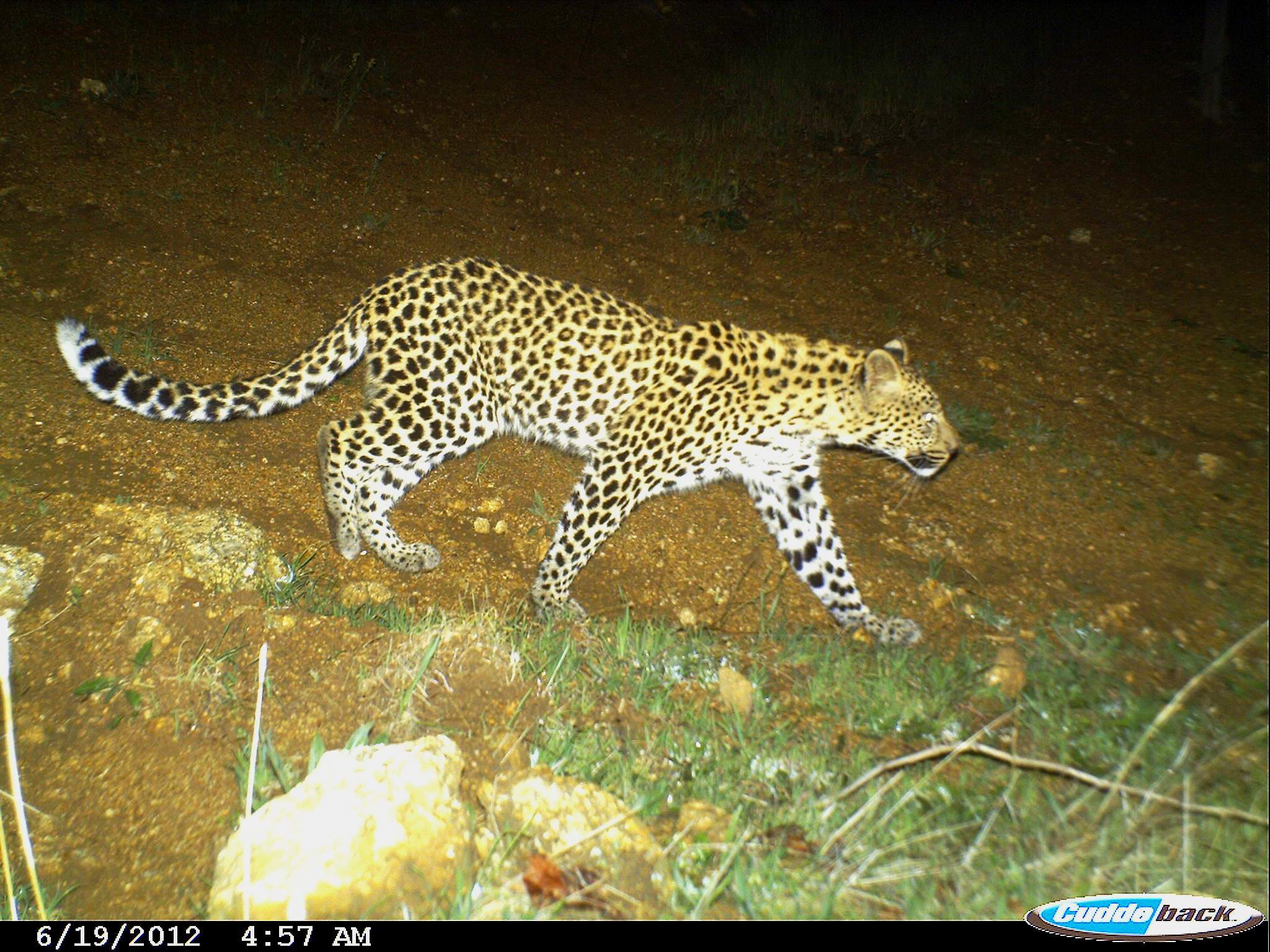 Mujer Leopardo (Panthera Pardus) A Pie, Sabie-Sand Reserva Natural, África  Del Sur Fotos, retratos, imágenes y fotografía de archivo libres de  derecho. Image 11508660