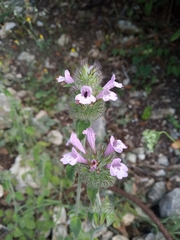 Clinopodium vulgare orientale