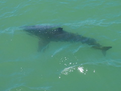 Carcharodon carcharias