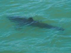 Carcharodon carcharias