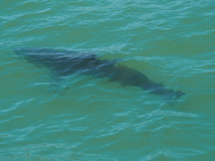 Carcharodon carcharias