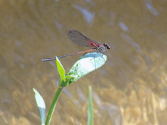 Hetaerina rosea