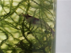 Neocaridina davidi