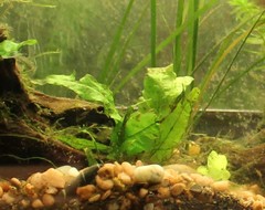 Leptochilus pteropus