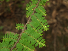 Phyllanthus polyphyllus
