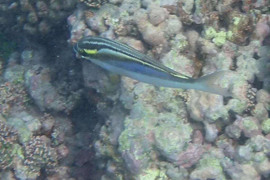 Bridled monocle bream (Scolopsis frenata) — Nemipteridae