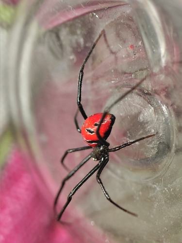 South American Black Widow