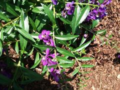 Angelonia angustifolia