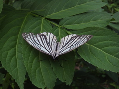 Hestina assimilis assimilis