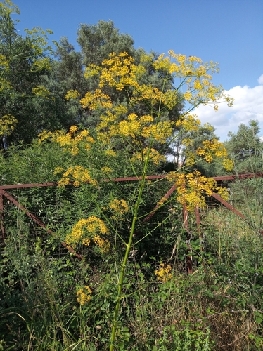 Sweet Myrrh (Opopanax hispidus) · iNaturalist