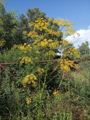 Opopanax hispidus