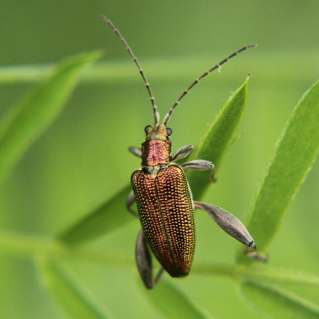 Donacia dentata