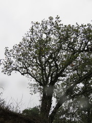 Quercus obtusata