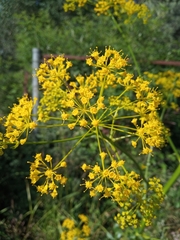 Opopanax hispidus