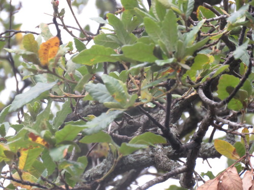 Quercus obtusata