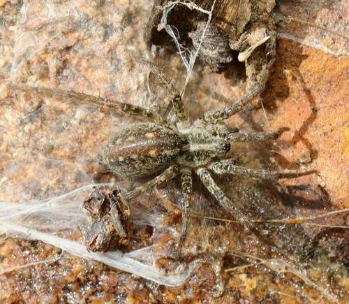 Olorunia punctata