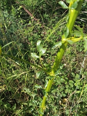 Opopanax hispidus