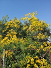 Opopanax hispidus