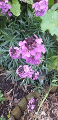 Erysimum linifolium