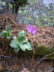 Primula marginata