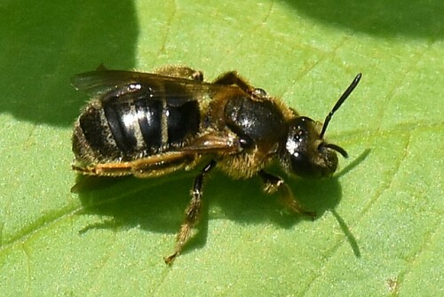 Bull-headed Furrow Bee