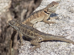 Tropidurus etheridgei