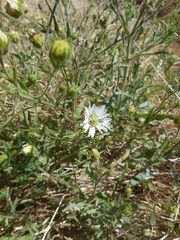 Hemizonia congesta luzulifolia