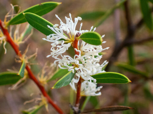 Hakea marginata