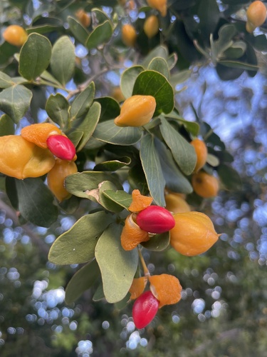 Guaiacum officinale