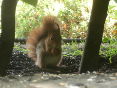 Sciurus vulgaris