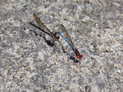 Argia joergenseni