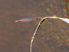 Oxyagrion rubidum