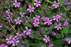 Silene acutifolia