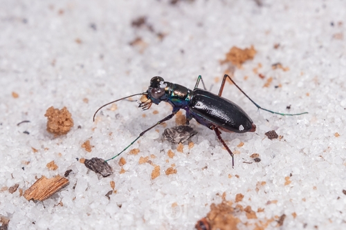 Highlands Tiger Beetle photo 2