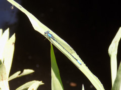 Oxyagrion ablutum
