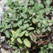 Teucrium salviastrum - Photo (c) 103917170835602529469, μερικά δικαιώματα διατηρούνται (CC BY-NC), uploaded by 103917170835602529469