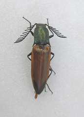 Ctenicera virens