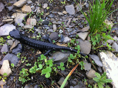 Salamandra atra