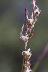 Rhodocoma fruticosa