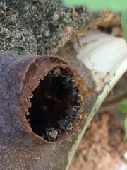 Nannotrigona testaceicornis