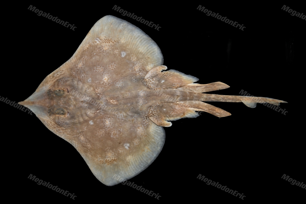 Bigeye skate (Okamejei meerdervoortii) — Rajidae