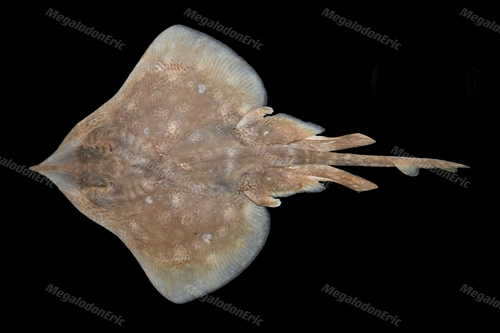 Bigeye skate (Okamejei meerdervoortii) — Rajidae