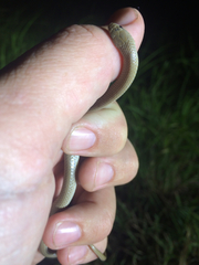 Sonora taylori