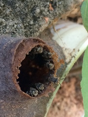 Nannotrigona testaceicornis