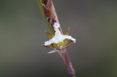 Rhodocoma fruticosa