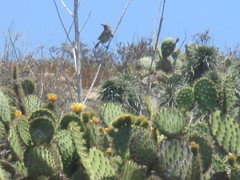 Campylorhynchus brunneicapillus sandiegensis
