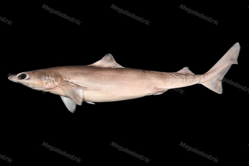 Arrowspine dogfish (Centrophorus moluccensis) — Centrophoridae