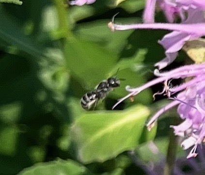 Heriades carinatus